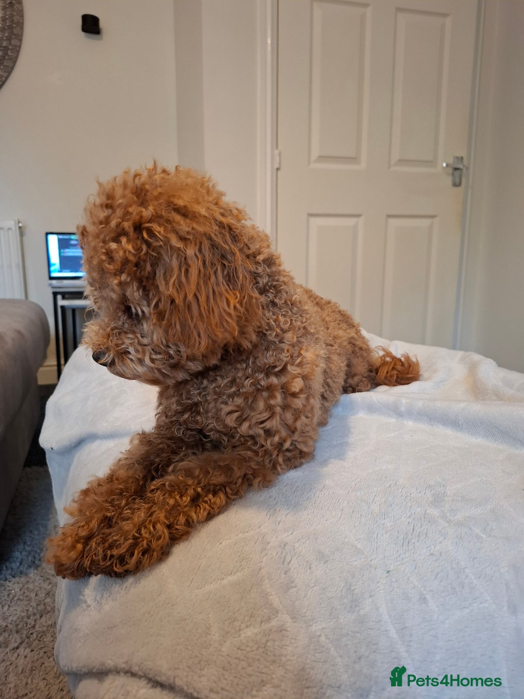Poochon dogs for sale: F1b Apricot Poochon - Advert 2