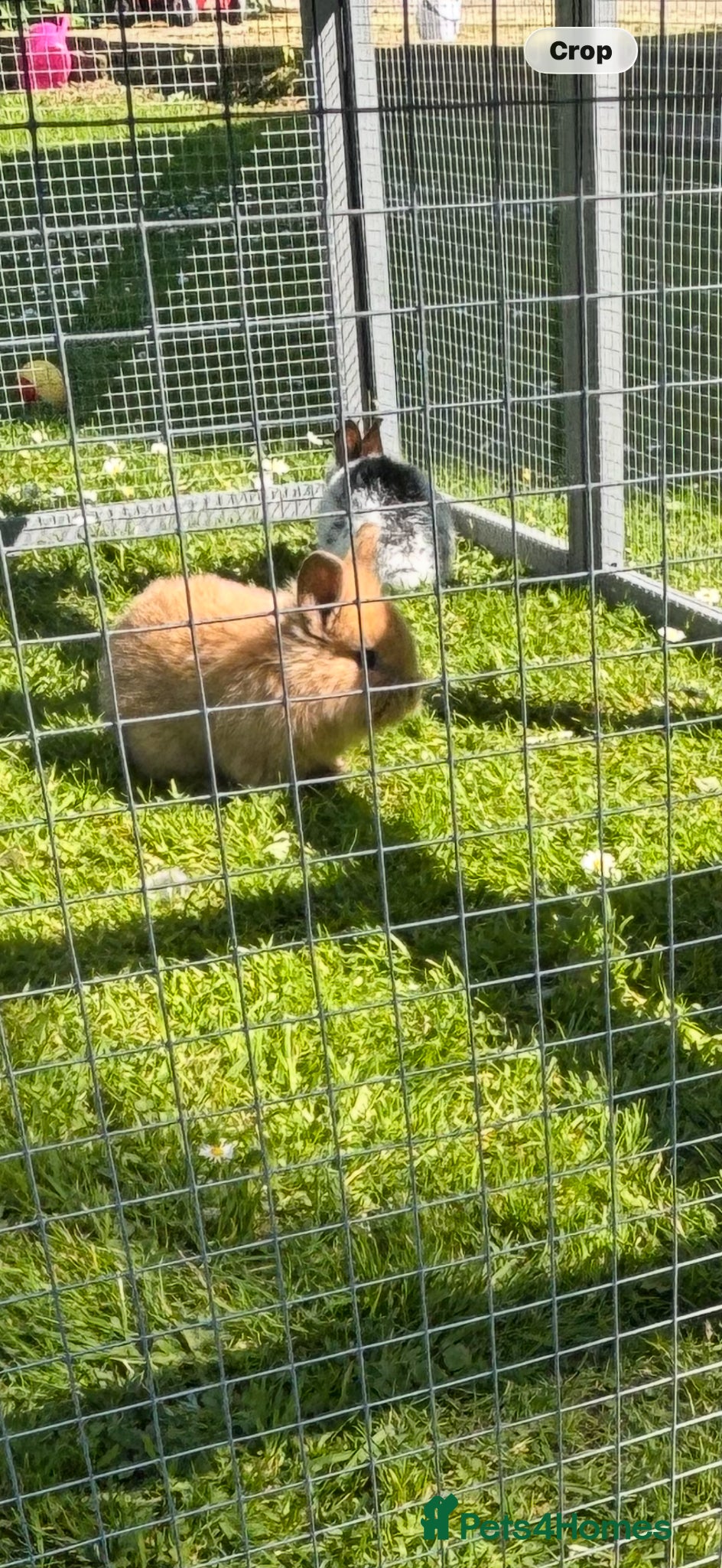 Mixed Breed rabbits Mini Lion Lop Bunnies  - Advert 1