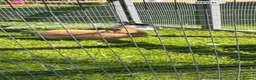 Mixed Breed rabbits for sale: Mini Lion Lop Bunnies  - Advert 1