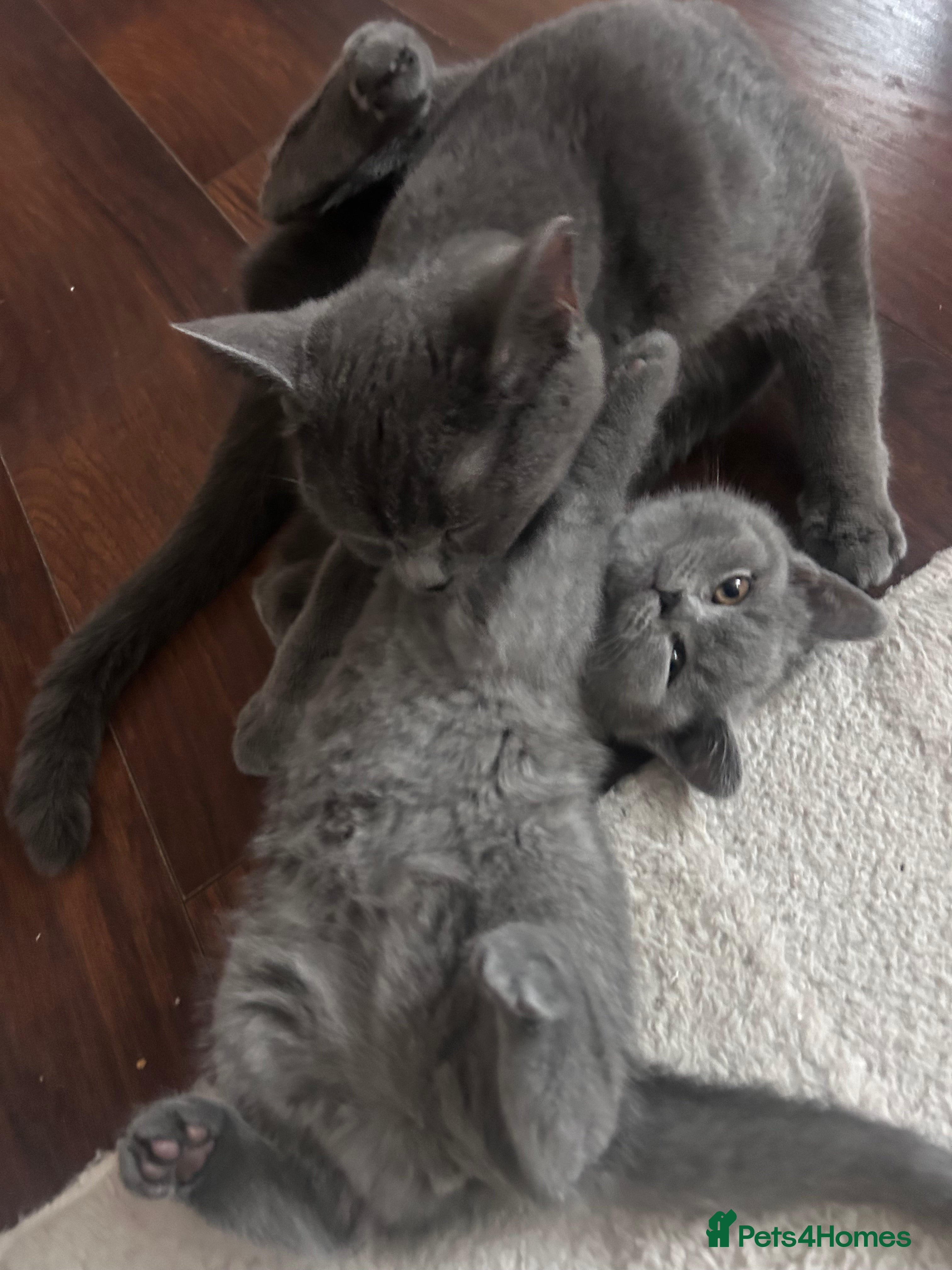 British Shorthair cats Pure British shorthair kittens - only girls left - Advert 18