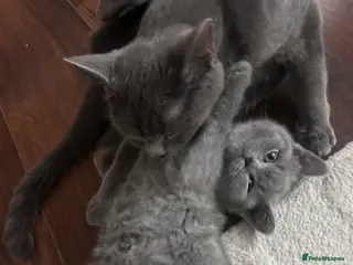British Shorthair cats Pure British shorthair kittens - only girls left - Advert 5
