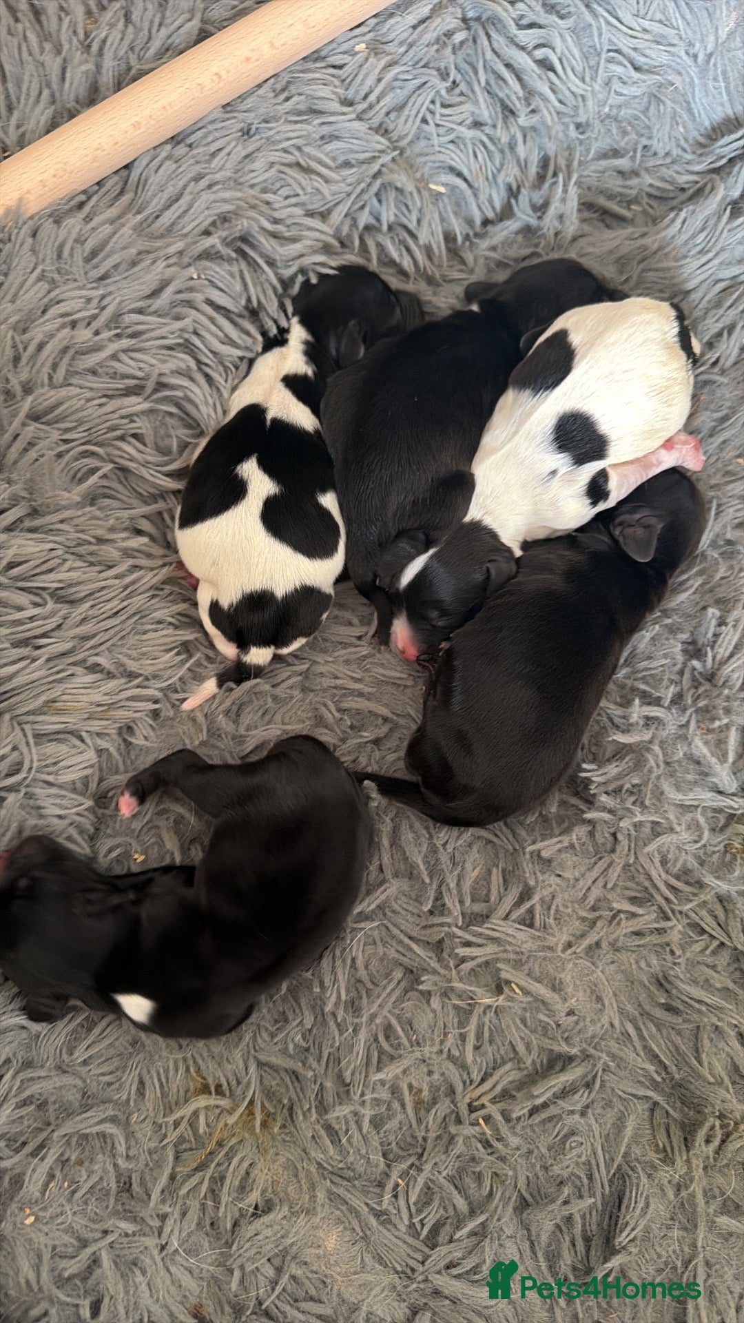 Sprocker dogs 4 x Sprocker pups for sale  - Advert 3