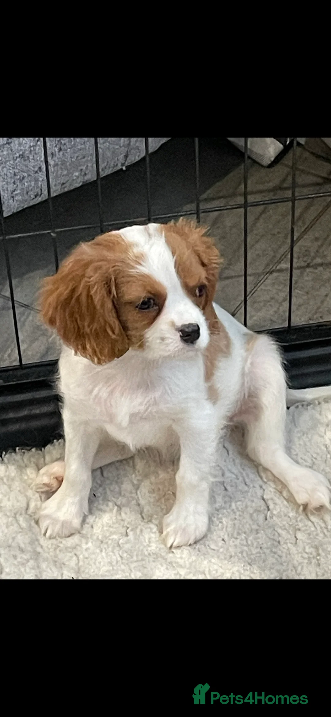 King Charles Spaniel dogs for stud: show quality King Charles cavalier for stud in Southport - Advert 10