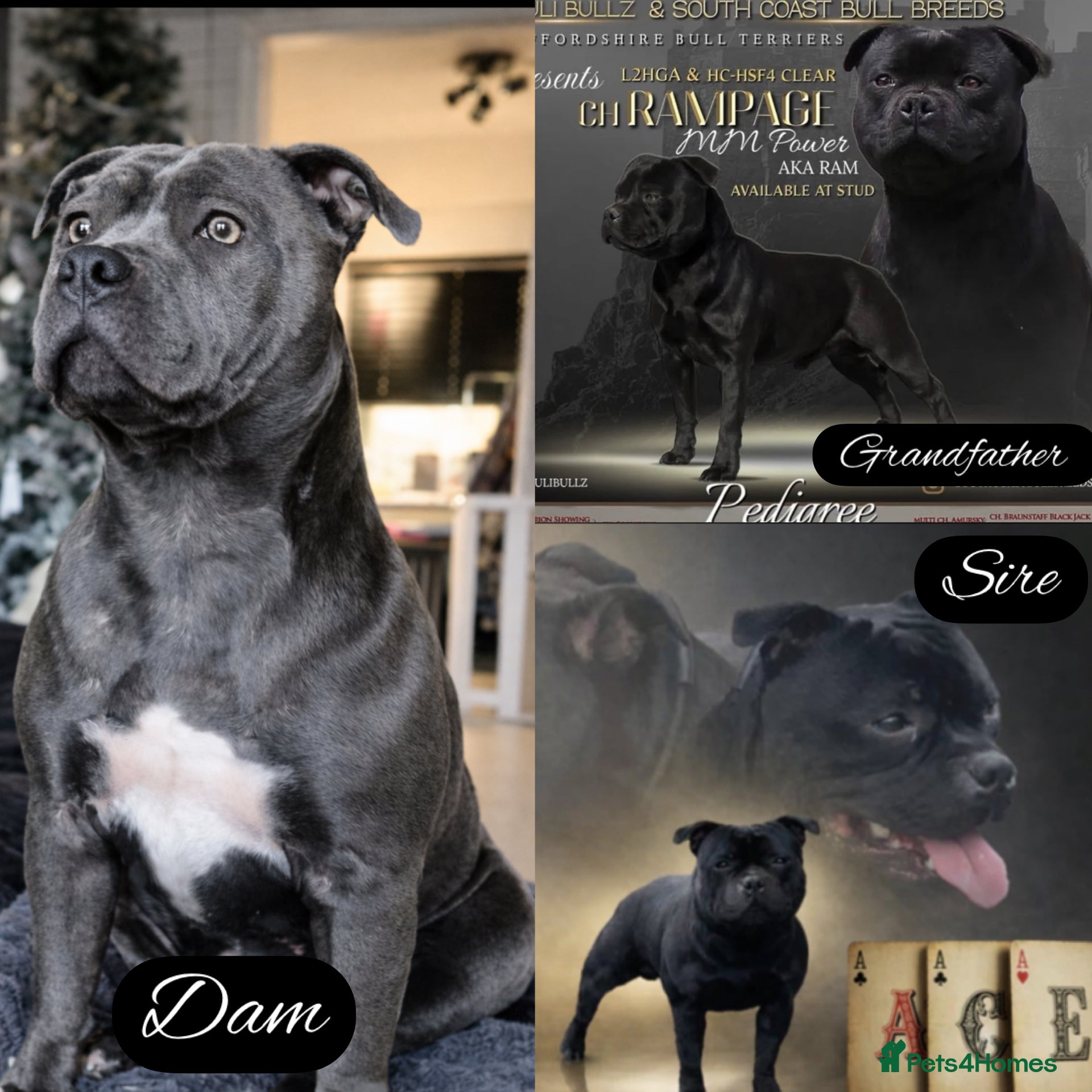 Staffordshire Bull Terrier dogs Staff puppies  - Advert 2