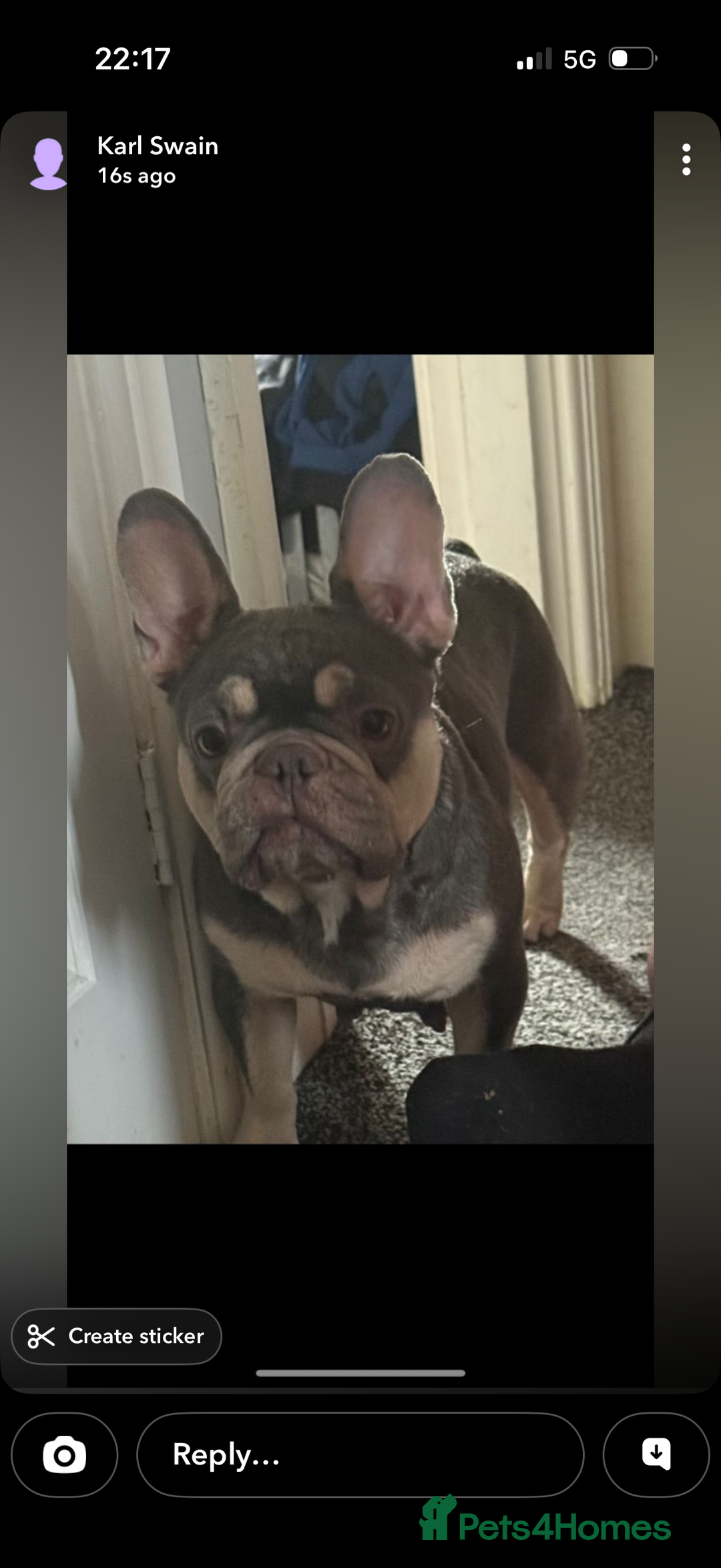 French Bulldog dogs for sale: French bulldogs  - Advert 23