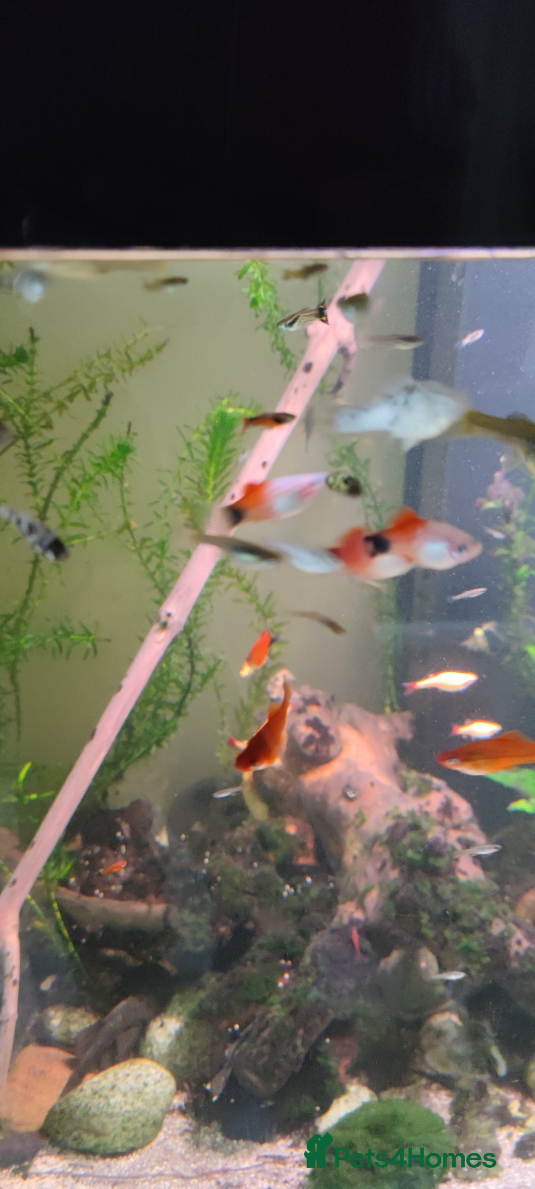 Live Bearers fish for sale: Various livebearers for sale  - Image 9