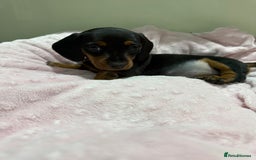 Miniature Dachshund dogs for sale: 🥰 3 cream smooth haired ready 6th November🥰  - Image 22
