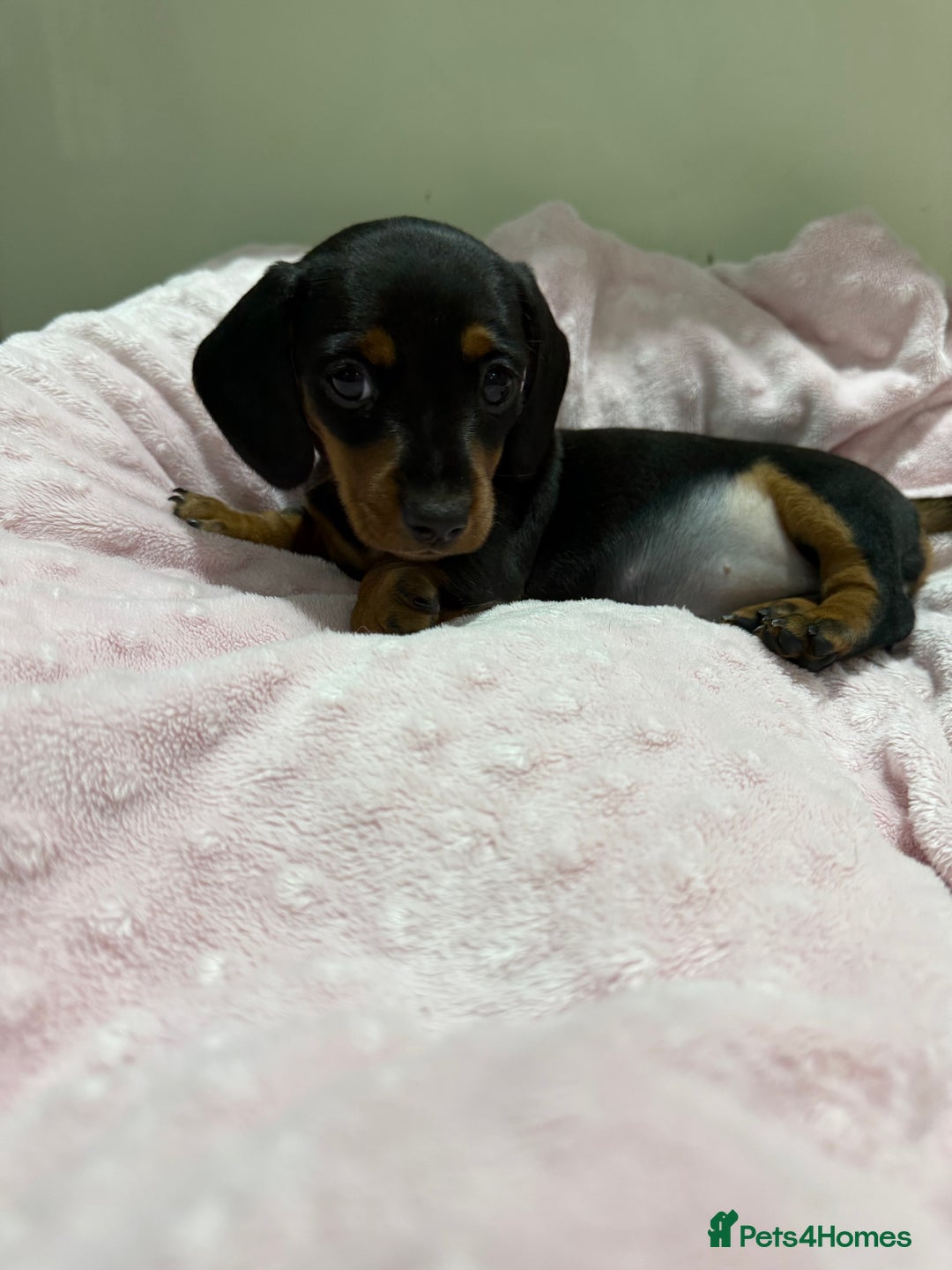 Miniature Dachshund dogs for sale: 🥰 3 cream smooth haired ready 6th November🥰  - Image 22