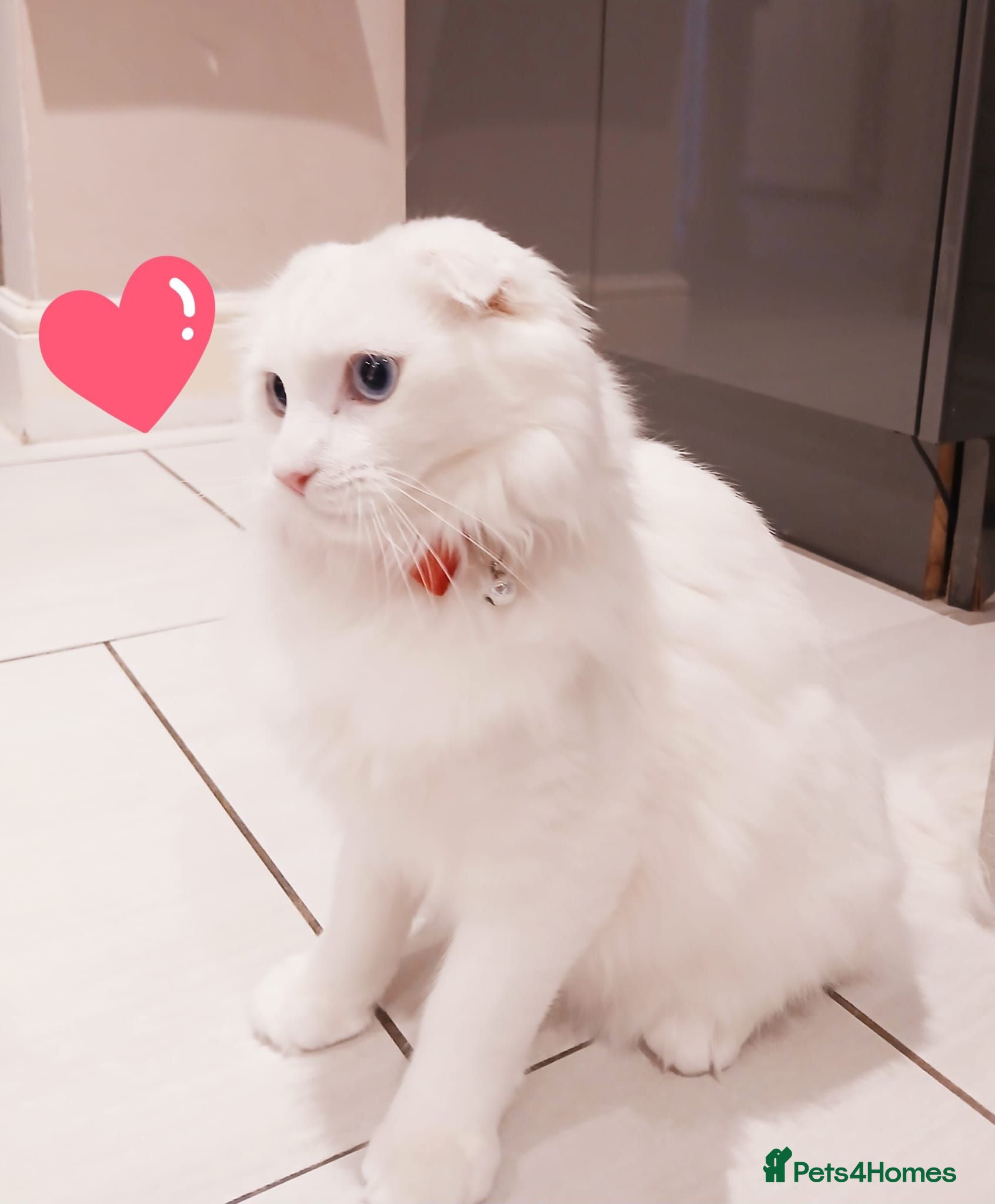 Scottish Fold cats Last Stunning solid ears down boy - Advert 2