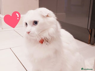 Scottish Fold cats Last Stunning solid ears down boy - Advert 18