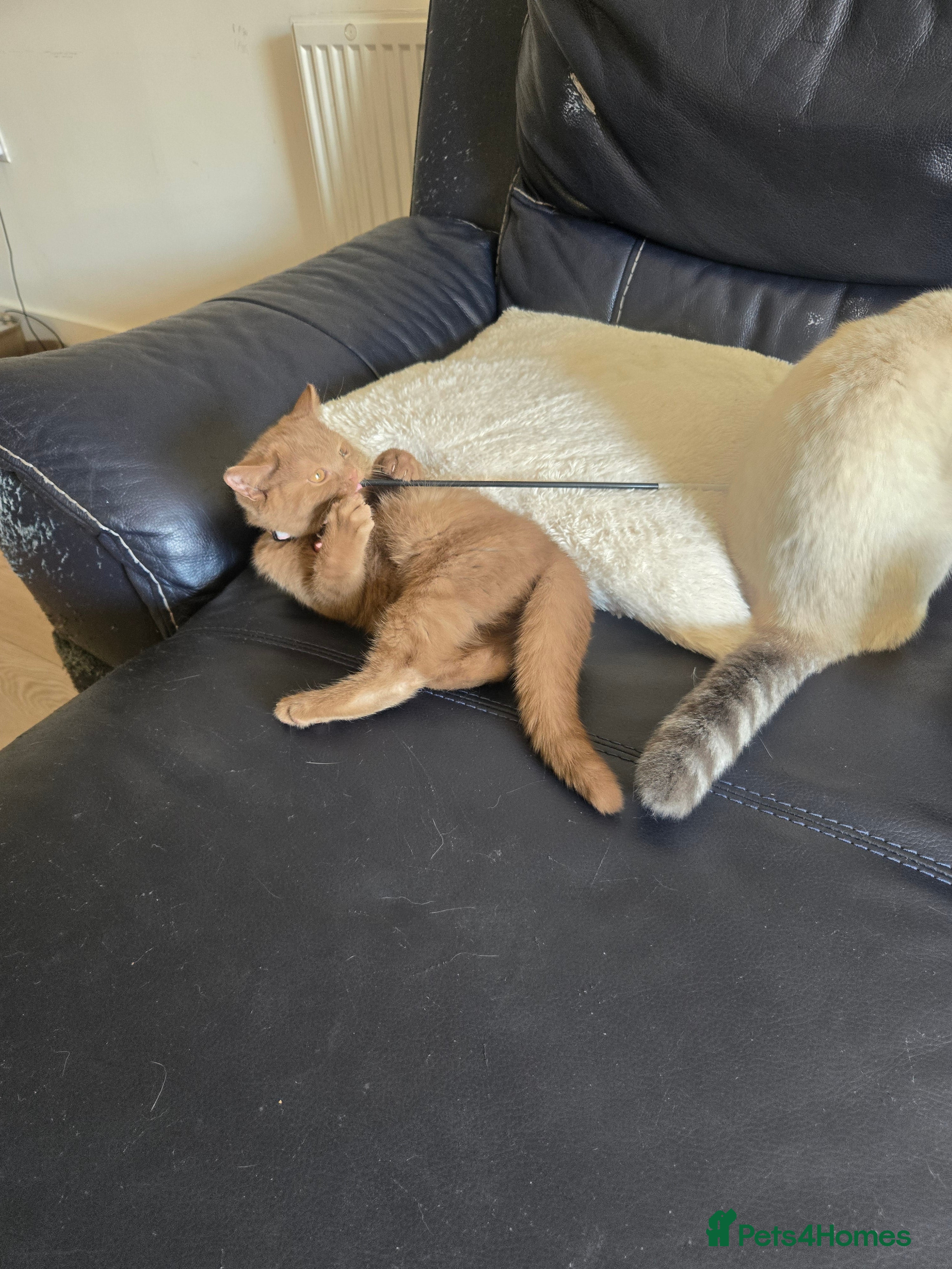 British Shorthair cats RARE! British Shorthair Kittens Cinnamon & Fawn - Advert 2
