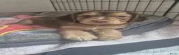Cocker Spaniel dogs for sale: Chocolate & Tan Sable Boy - Advert 7