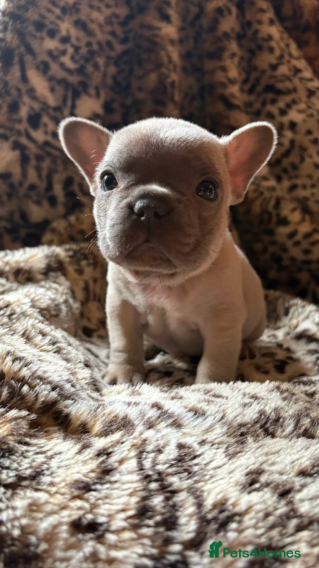 French Bulldog dogs for sale: French bull dog puppies - Advert 15