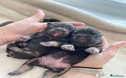 French Bulldog dogs for sale: Beautiful litter off French bulldog puppies  - Image 8