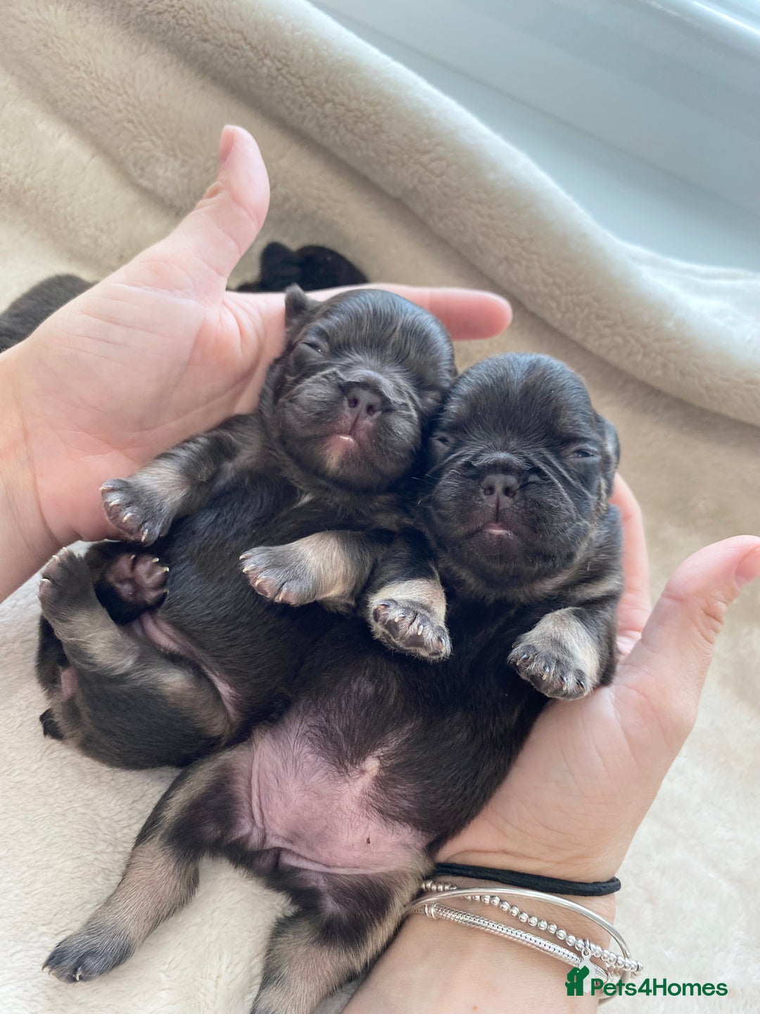 French Bulldog dogs for sale: Beautiful litter off French bulldog puppies  - Image 8