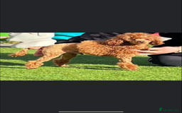 Maltipoo dogs for sale: 💗💙 **  TOY MALTIPOOS💗💙 - Image 20