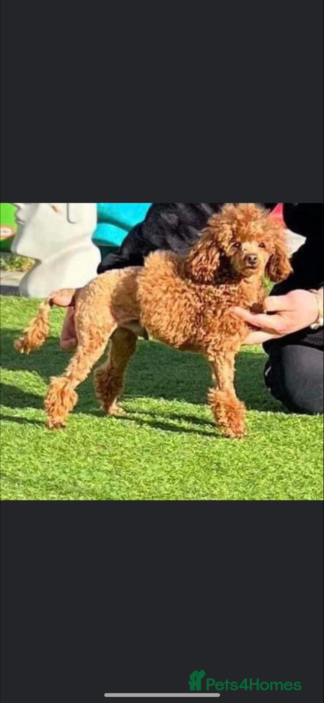 Maltipoo dogs for sale: 💗💙 **  TOY MALTIPOOS💗💙 - Image 20