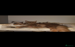 Ragdoll cats for sale: Beautiful female Ragdoll kitten  - Advert 4