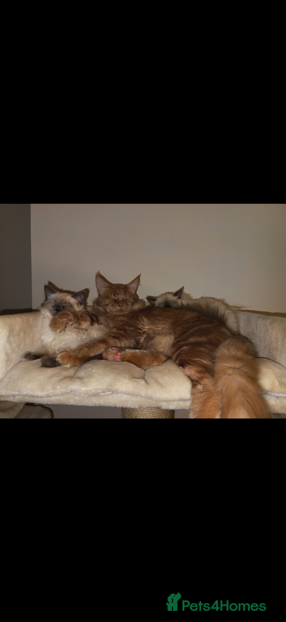 Ragdoll cats for sale: Beautiful female Ragdoll kitten  - Advert 4