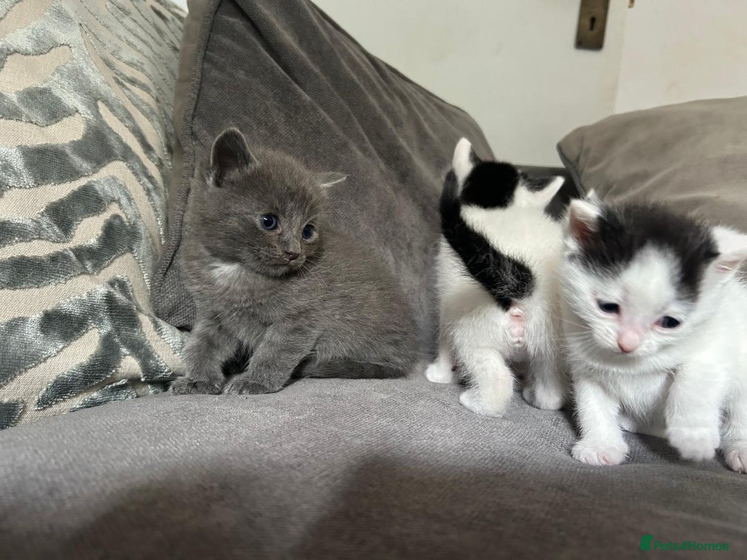 Mixed Breed cats for sale: Ragdoll cross - Image 9