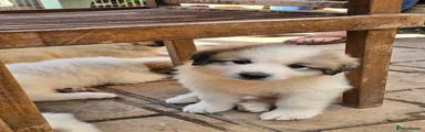 Pyrenean Mountain Dog 8