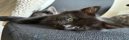Mixed Breed cats for sale: 6x Part bengal/long haired kittens  - Advert 5