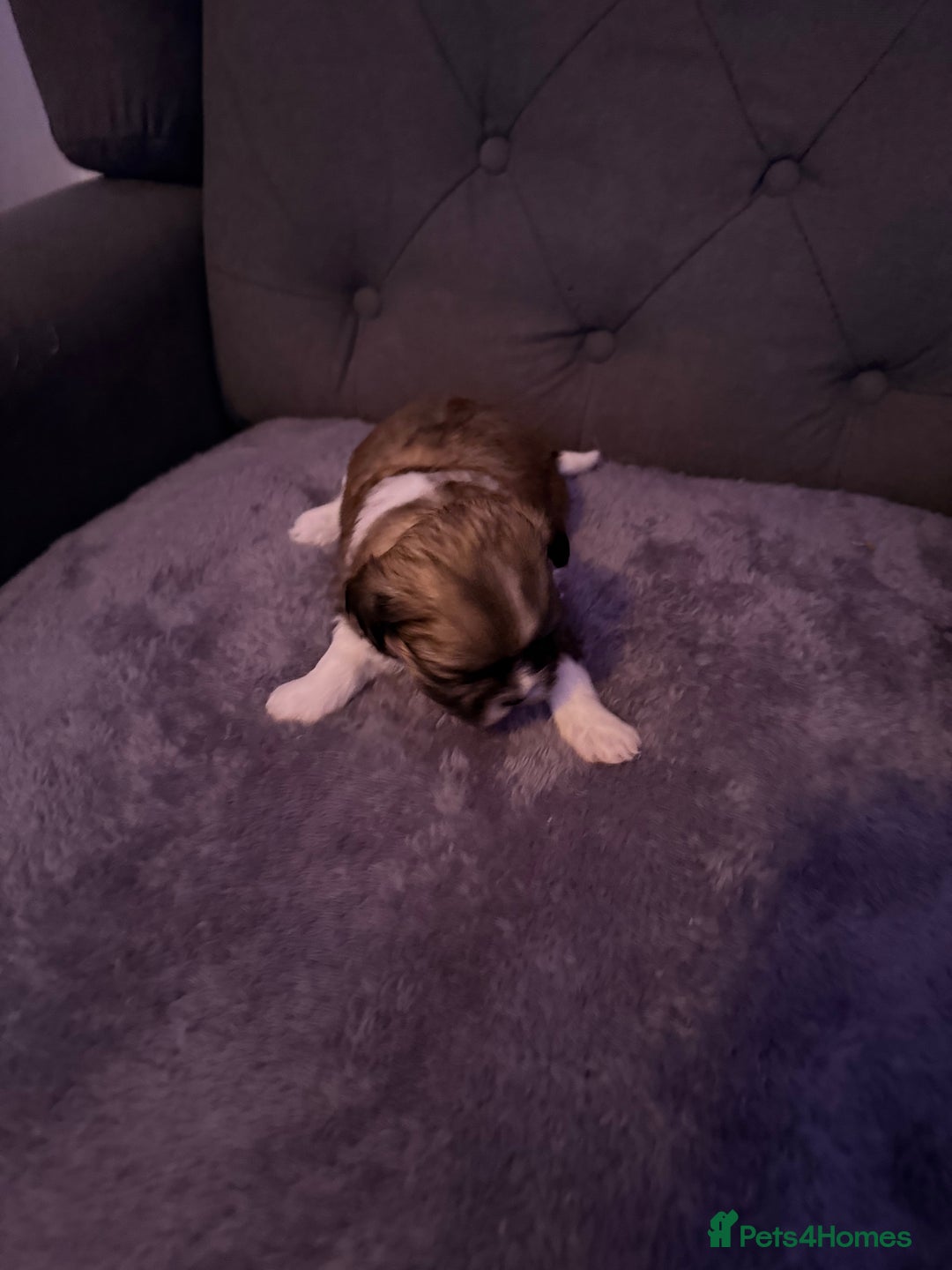 Mixed Breed dogs for sale: Teddy Bear Puppies - Advert 13