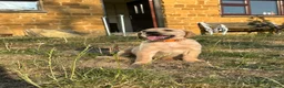 Labrador Retriever dogs for sale: KC registered, Yellow Labrador Retriever Puppies - Advert 7