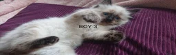 Ragdoll cats for sale: 100% RAGDOLL Kittens😻😽😺 - Advert 6
