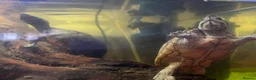 Turtle reptiles for sale: 3 musk turtles  in Witham - Advert 2