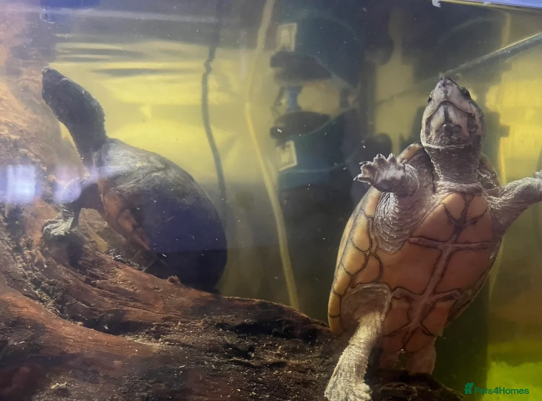 Turtle reptiles for sale: 3 musk turtles  in Witham - Advert 2