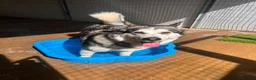 Alaskan Malamute dogs for adoption: Nymeria - Advert 6