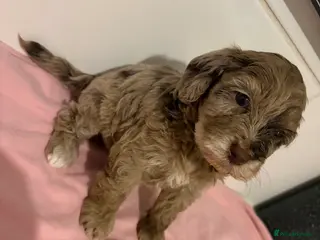 Cockapoo dogs Stunning cockapoos✨ with unique range of colours - Advert 2