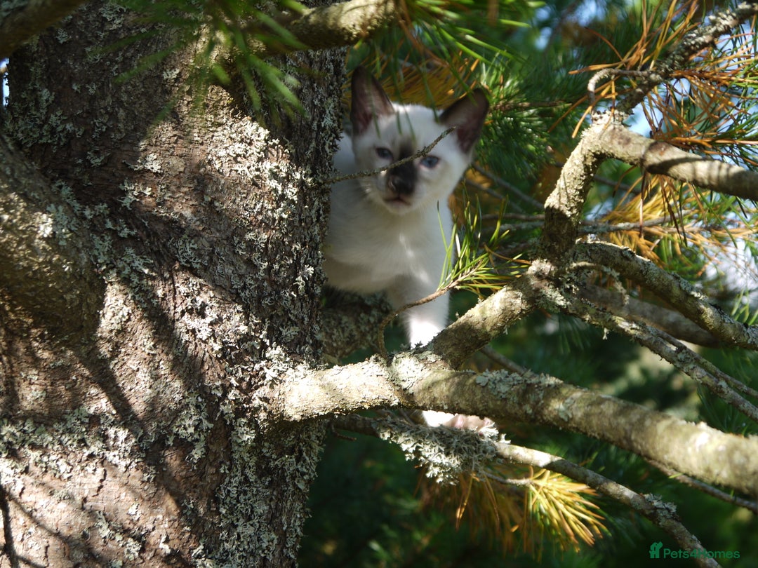 Siamese cats for sale: Siamese Kittens - Image 12
