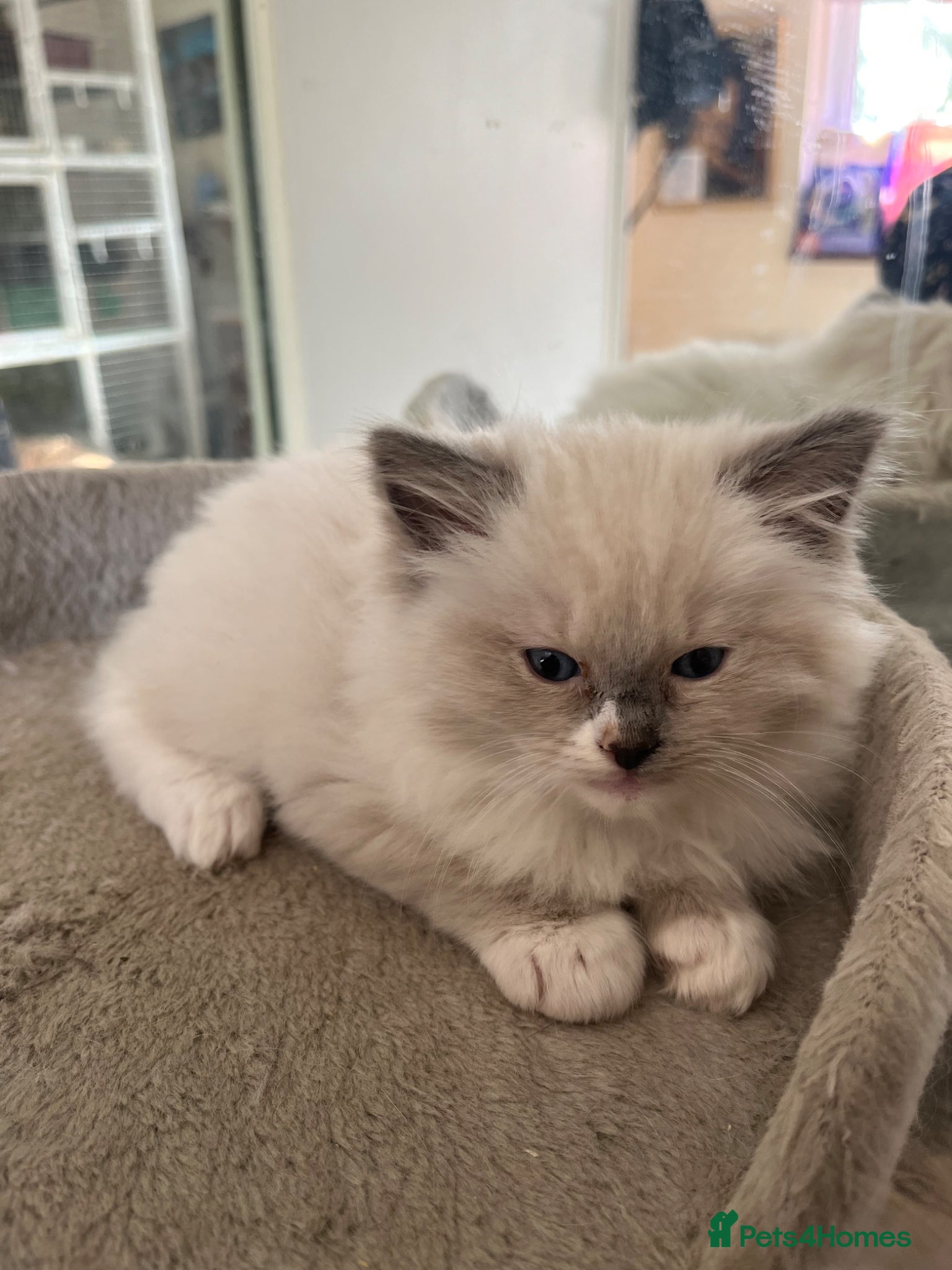 Ragdoll cats Gorgeous Cherubim ragdoll kittens  - Advert 10