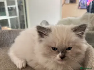 Ragdoll cats Gorgeous Cherubim ragdoll kittens - Advert 10