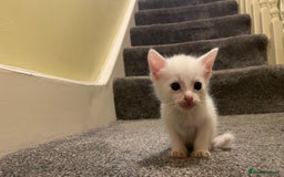 Maine Coon cats for sale: Lovely kitten's needing homes - Image 2