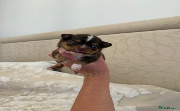 Chihuahua dogs - Advert 6