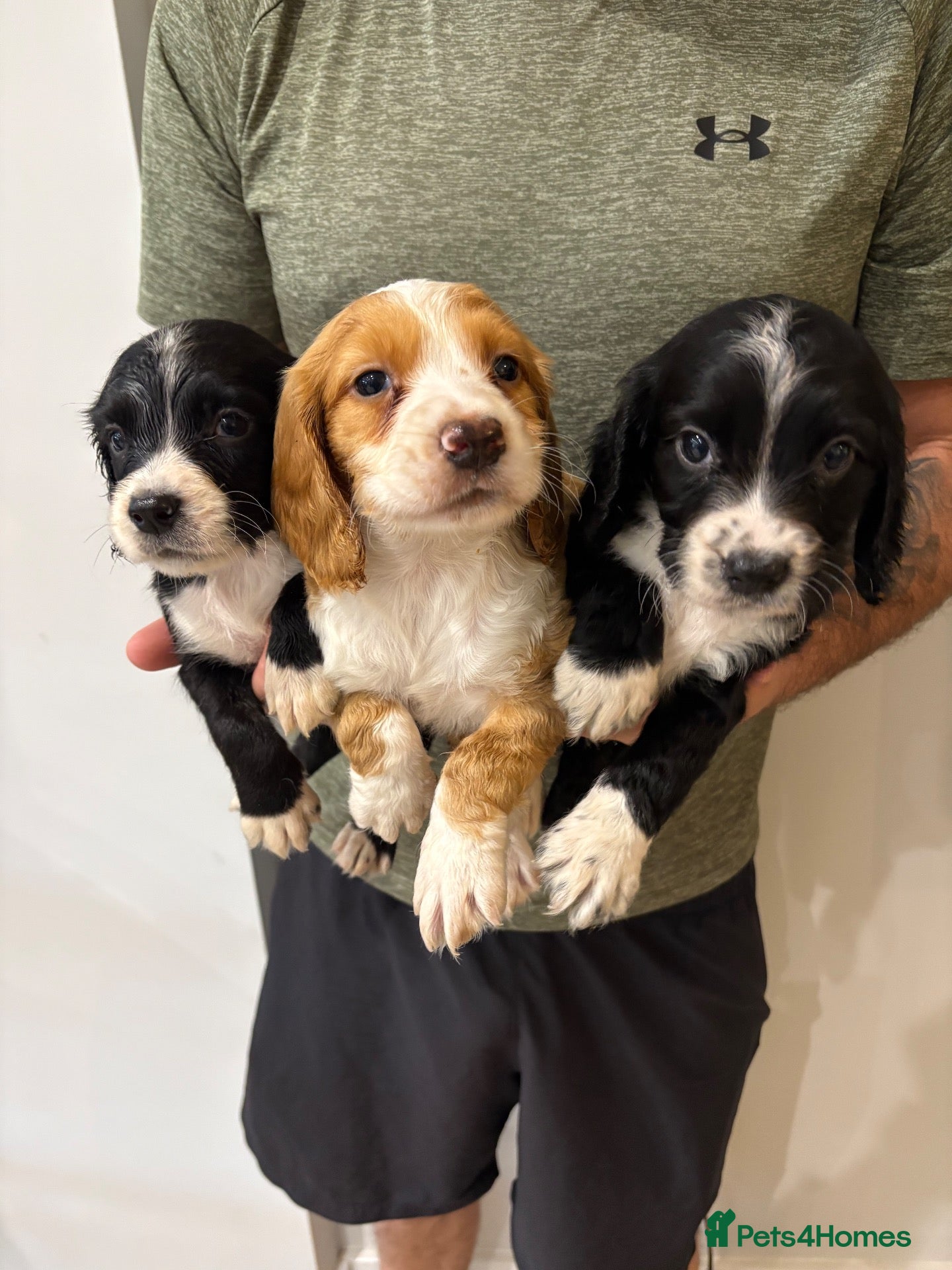 Cocker Spaniel dogs Working Cocker Spaniel Puppies  - Advert 2
