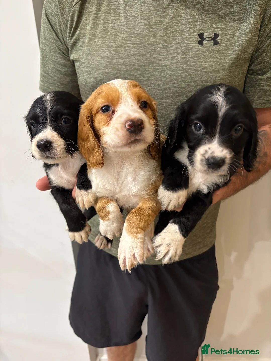 Cocker Spaniel dogs for sale: Working Cocker Spaniel Puppies  - Advert 2