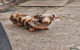Miniature Dachshund dogs for sale: Proper miniature dachshunds  - Image 11