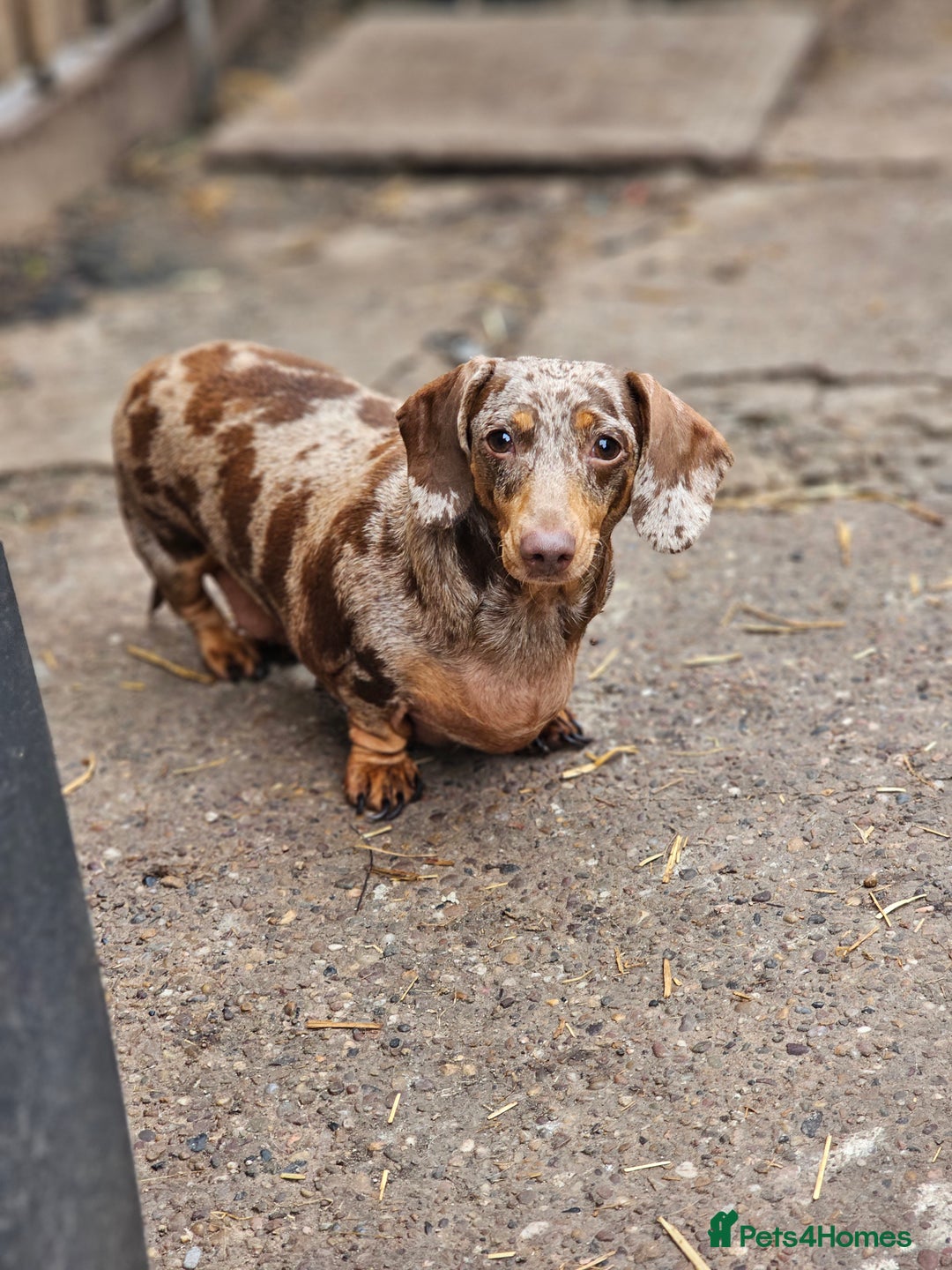 Miniature Dachshund dogs for sale: Proper miniature dachshunds  - Image 11