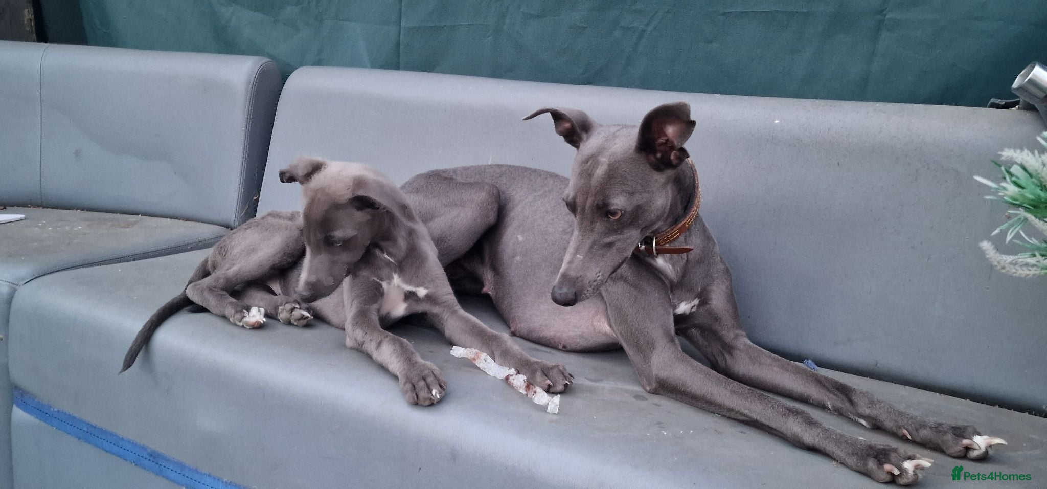 Whippet dogs Whippet puppies for sale - Advert 12