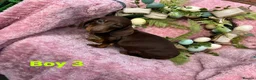 Miniature Dachshund dogs for sale: Minature Dachshund puppys  - Advert 4