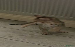 Savannah cats for sale: Britishpride F7 Savannah Kittens Male and female  - Image 10