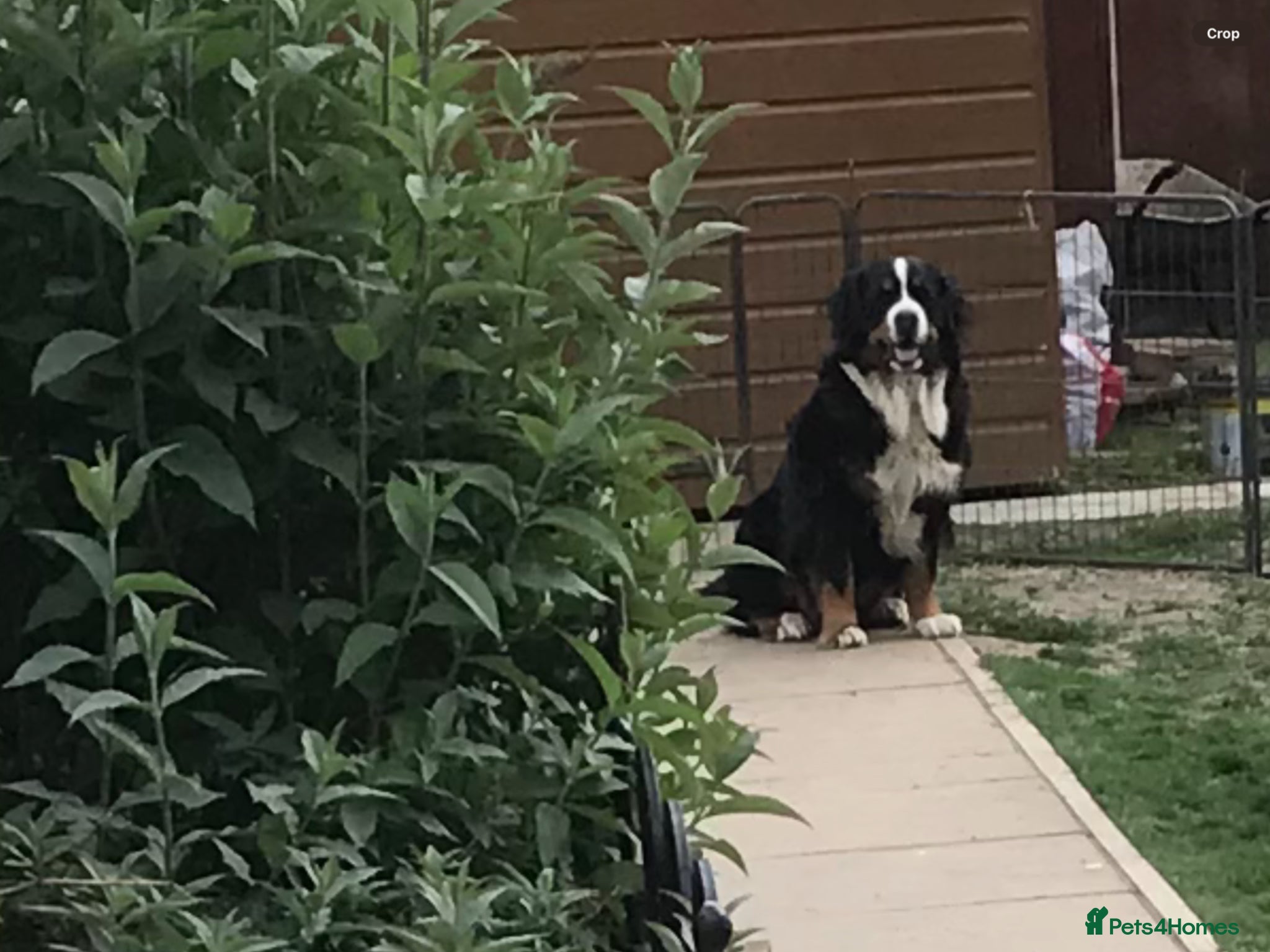 Bernese Mountain Dog dogs Gracie - Advert 18