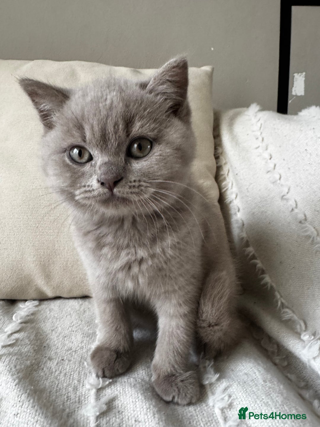 British Shorthair cats for sale: Beautiful Lilac BSH Kittens – Pedigree Parents - Advert 7