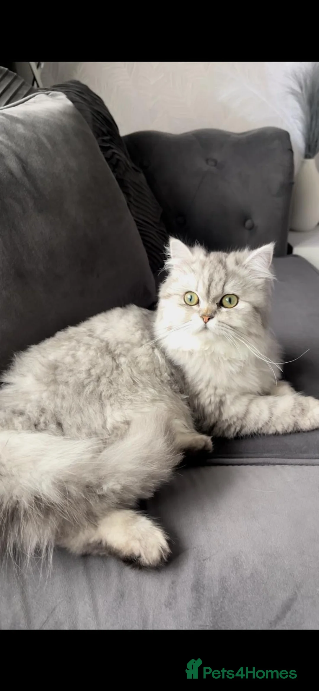 Persian cats for sale: Beautiful perian chinchilla  - Advert 1