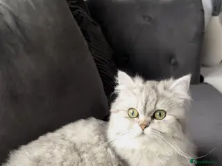 Persian cats Beautiful perian chinchilla - Advert 2