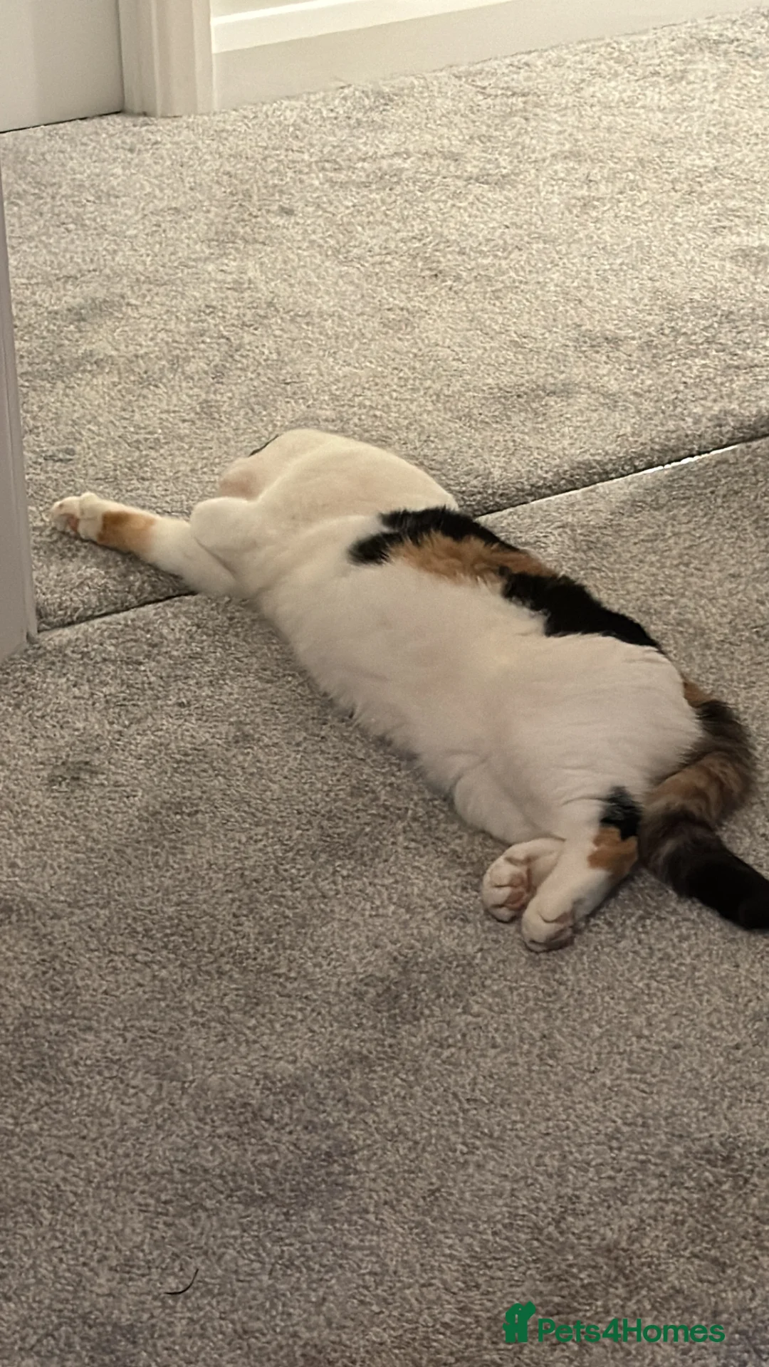 Mixed Breed cats for sale: My long term cat  - Advert 6